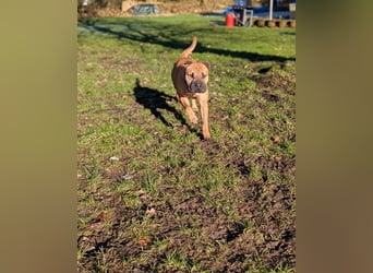 Moncho sucht Pflege- oder Endstelle