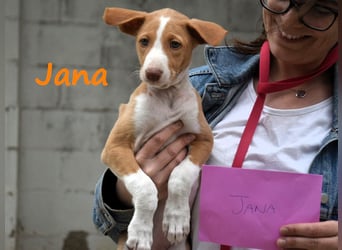 Jana2 geb. 03/2025 (ESP) - süße Podenco Ibicenco Welpin!