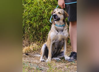 Mya, Mix Schäferhund / Rafeiro Alentejano, lieb und sozial