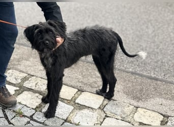 "Pumi“ – junge Schnauzer-Pumi-Mix Hündin sucht ländliches Zuhause