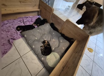 Rottweiler Schäferhund Mischling