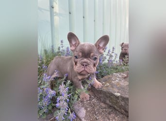 Französische Bulldoggen Welpen