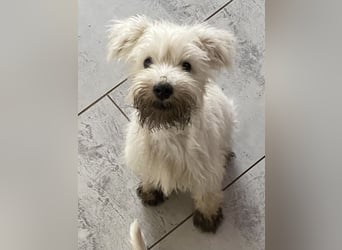 Weiße Zwergschnauzer Welpen nicht haarend reinrassig