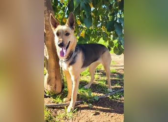 Perla, eine wunderbare Hündin