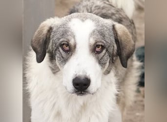 Balou, geb. ca. 05/2022, lebt in GRIECHENLAND, im städt. Tierheim Serres