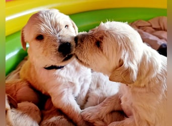 Labradoddle F1