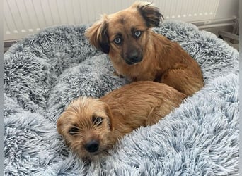 Verspieltes, freundliches, katzenverträgliches kleinbleibendes Hündinnen-Doppel / noch in Rumänien