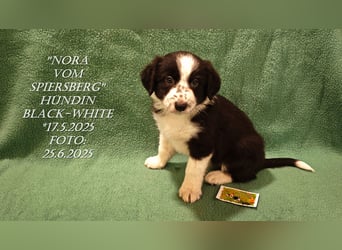 Border Collie-Welpen , black-,choco-,red-white und red-,black-merle