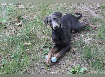 Fiona, Dobermann, geb. 5/ 2024, su. erfahrene Besitzer