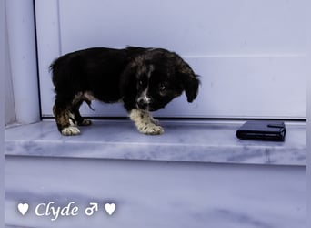 Winzling Clyde, Alopekis-Mix,  sucht ein Zuhause