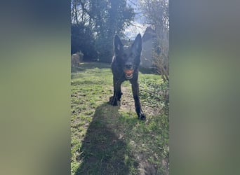 Schwarzer Schäferhund LARK sucht eine neue Familie!