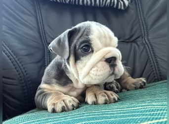 Englische Bulldogge