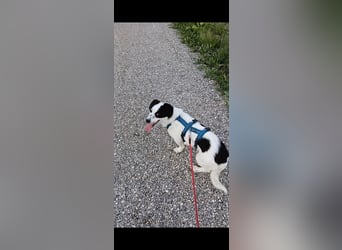 Josie sucht Herzensmensch fürs Leben