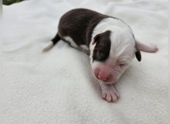 Border Collie Welpen