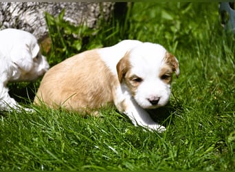 traumhaft hübscher Tibet Terrier Welpen aus erfahrender Zucht  sind geboren dürfen im Juni ausziehen