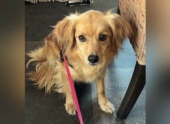 Bolota, Mix Dackel / Spaniel, noch schüchtern und ängstlich
