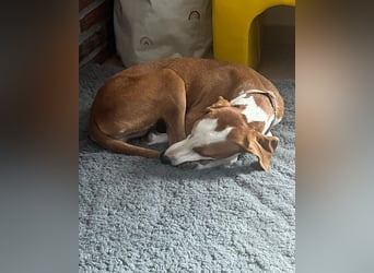 Annie – unkompliziert, freundlich und bereit für ihr Zuhause. Auf PS in DE!