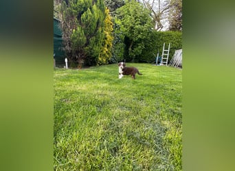 Diese süßen Australian Shepherd Fellnasen