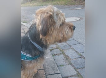 Toby sucht eine neue Familie