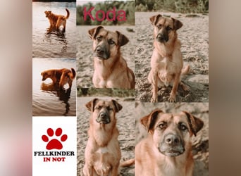 großer lieber Mischlings-Rüde Koda sucht seine Menschen