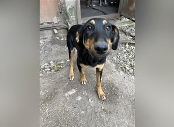 Jamila, vom Friedhof gerettet sucht sie ihr Zuhause PS Weissenbrunn