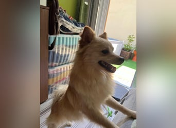 Biscuit SR – junger Herzensbrecher sucht liebevolles Zuhause