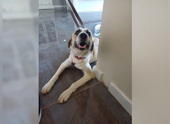 Schmusemaus Gül wäre so gerne Familienhund
