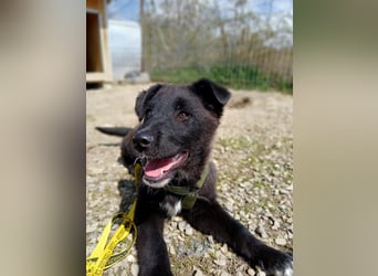 Fröhlicher Welpenjunge Buddy