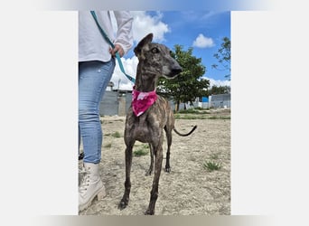 Guapino (TO) Aufgeschlossen, super lieb und verschmust