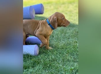 Mayar Vizsla Welpen