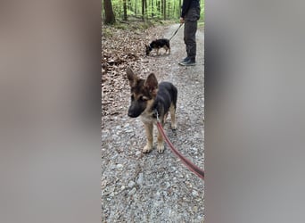 reinrassige Schäferhundwelpen (weiblich)