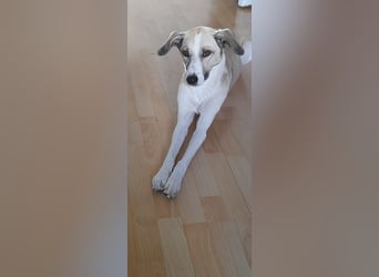 Ivy, wunderschöne Windhund Mix Hündin sucht aktives Zuhause