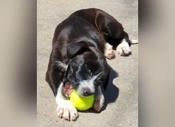 Jungrüde ♥ Xavi ♥ unser kleiner Herzöffner