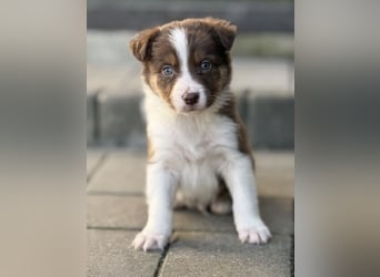 Wunderschöne Border Collie Welpen