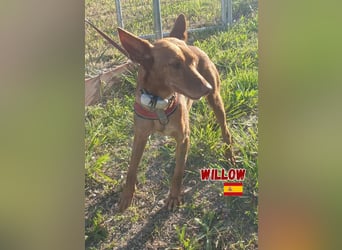 Willow,geb.6/23,liebes Podenco Mädchen sucht ihre Familie,bereits auf PS in 47574 Goch