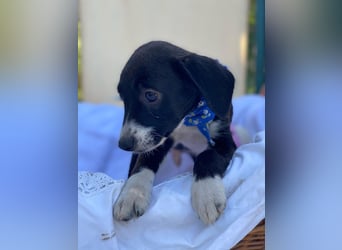 Artur LM - Zuhause gesucht – Neun kleine Hundekinder auf großer Mission