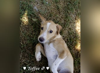 Teddy und seine Geschwister suchen ab September ein Zuhause