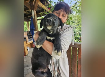 Nova – Kleine Powermaus mit viel Charme sucht aktive Menschen