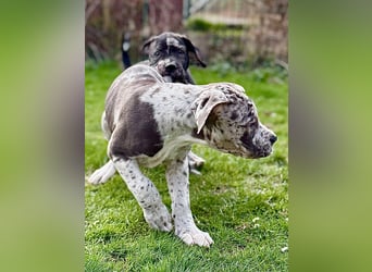 Superschöne nicht ganz reinrassige Deutsche Doggenwelpen können bald ausziehen