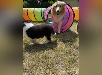 Lang- und Kurzhaar- Collie- Welpen
