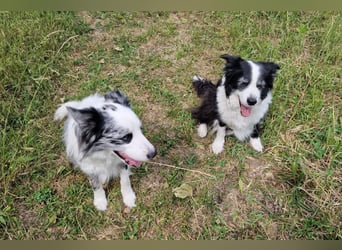 Traumhund: ruhiger & verschmuster Border Collie