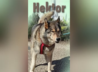 Hektor – ein agiler Senior