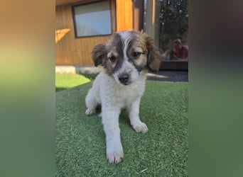 Nell - auf den Feld gefunden