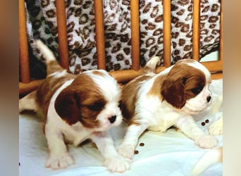 Cavalier King Charles Spaniel