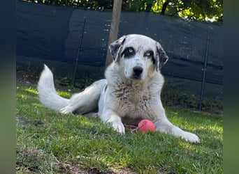 Snow, geb. ca. 06/2023, lebt auf einer Pflegestelle in 47652 Weeze