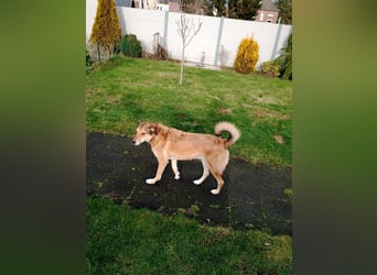 ♥JOSY♥ verliert ihr Zuhause in Grevenbroich - so menschenbezogene und sanfte Schönheit 50 cm