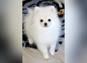 Zwei kleine Eisbären Zwergspitz Pomeranian suchen Kuschelpartner