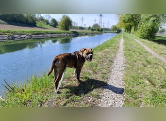 Continental Bulldog Hündin