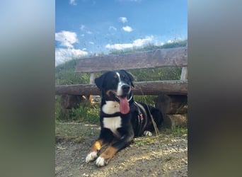 Kerngesunder Appenzeller namens Paul, sehr Gesund und fit
