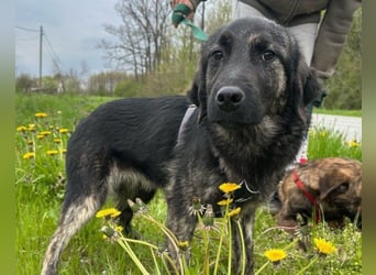 Mischling♥Monty♥ dein Freund fürs Leben